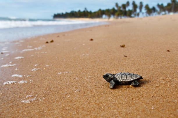 tortuga marina bebé hatchling arrastrándose hasta el océano en la costa de bahía, brasil - turtle young animal hatchling sea fotografías e imágenes de stock