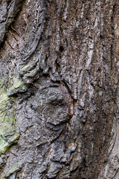 istock oak bark with visible details of background or texture 1224643017