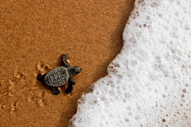 tortuga marina bebé hatchling arrastrándose hasta el océano en la costa de bahía, brasil - turtle young animal beach sand fotografías e imágenes de stock