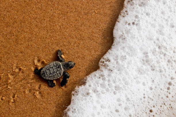 accoda la tartaruga marina che striscia verso l'oceano sulla costa di bahia, brasile - turtle young animal beach sand foto e immagini stock