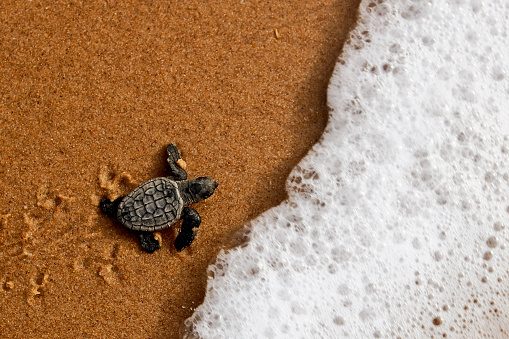 Cute hatchling (baby) loggerhead sea turtle (of the caretta caretta specie) crawling to the sea, after leaving the nest at the beach on Bahia coast, Brazil, with footprints on the sand.