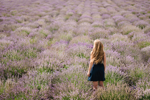 Beautiful girl in dress stand on purple the lavender field. Beautiful woman walk and look on the lavender field on sunset in France. Soft focus. Enjoy on the floral glade, summer nature. Back view.