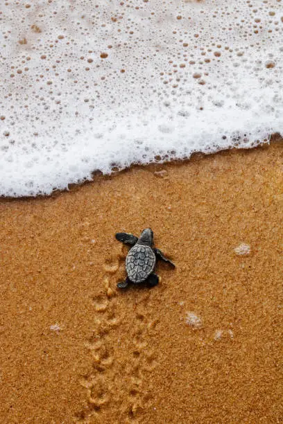 Photo of Hatchling baby sea turtle crawling to the ocean on Bahia coast, Brazil