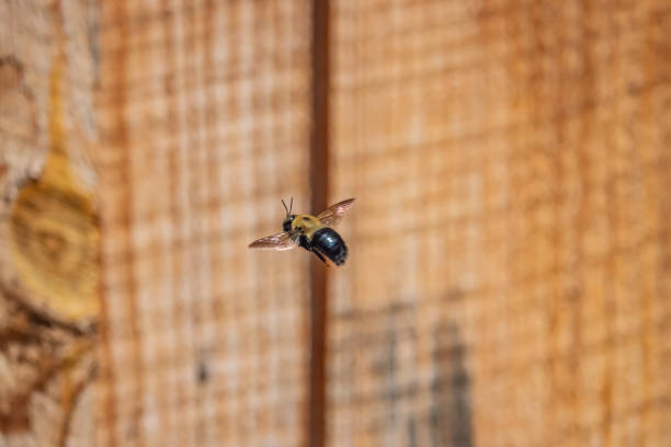 eastern carpenter bee flying au printemps - abeille menuisière photos et images de collection