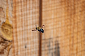Eastern Carpenter Bee Flying in Springtime
