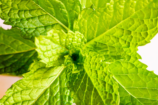 Close up on mint leaves