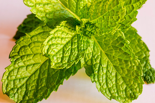 Close up on mint leaves