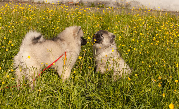 Two keeshond puppies on the green grass stock photo