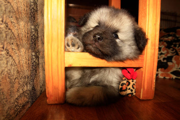 cucciolo di keeshond - keeshond foto e immagini stock