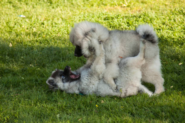 Two funny little keeshond stock photo