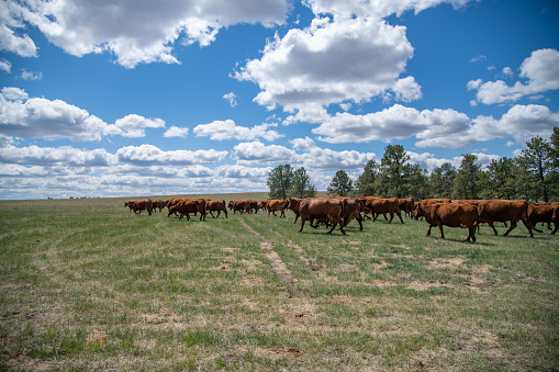 Red angus cattle on western land of private ranch