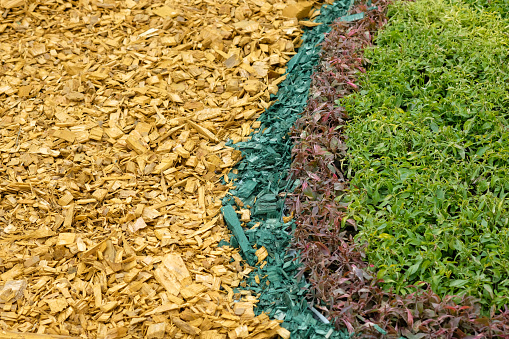 Decoration of flower beds with decorative multi-colored wood chips and plants. Landscaping in the city park. Colored wood chips yellow and blue. Shrubs with mulch.