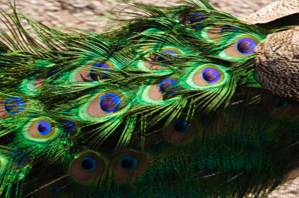 istock A blue and green iridescend, chatoyand peacock with beautiful feathers and peacock eyes 1224655367