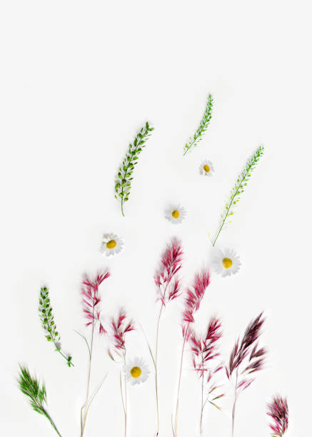 istock Flower composition,camomiles and field herbs on a white background.Flat lay, copy space 1224655418