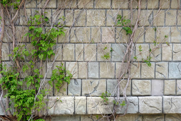 The facade of the house and branches of the plant spread along it. The facade of the house and branches of the plant spread along it. Brick wall with weaving plant close-up. Decoration of the facade of the building with plants. quickset stock pictures, royalty-free photos & images