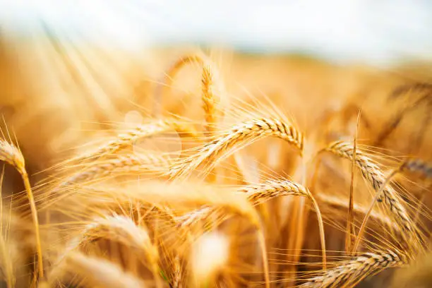 Golden wheat field in sunlight. Close-up with bokeh and short depth of field. Natural landscape with ripe ears of corn for a nutritional concept.