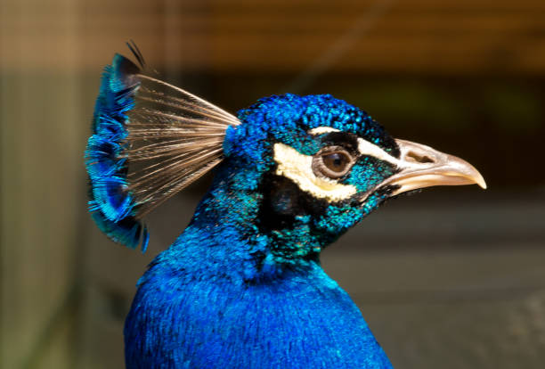 Male Indian peacock wandering in a garden park.