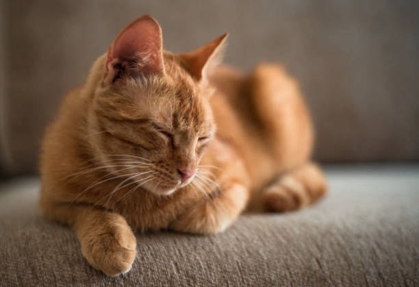 istock a ginger tabby cat is lying on a sofa at home 1224657833