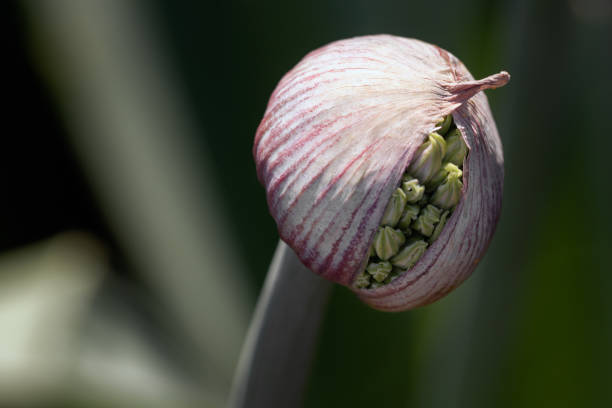 Blooming onions prepared to reveal their seeds