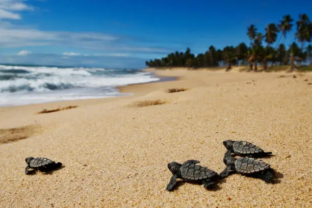 Group of cute hatchling (baby) hawksbill sea turtle (Eretmochelys imbricata) crawling to the sea, after leaving the nest at the beach on Bahia coast, Brazil, with coconut palm trees on background.