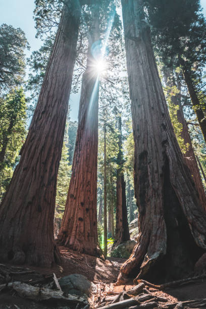 tre alberi di sequoia - vertical forest national forest woods foto e immagini stock