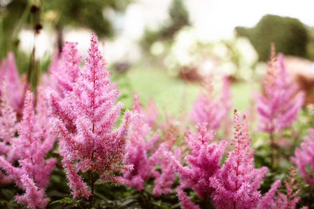 Natural concept background with astilbe. Floral background.
