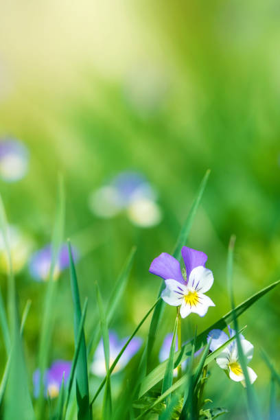 istock Wild different colored pansies on spring field garden. 1224660388