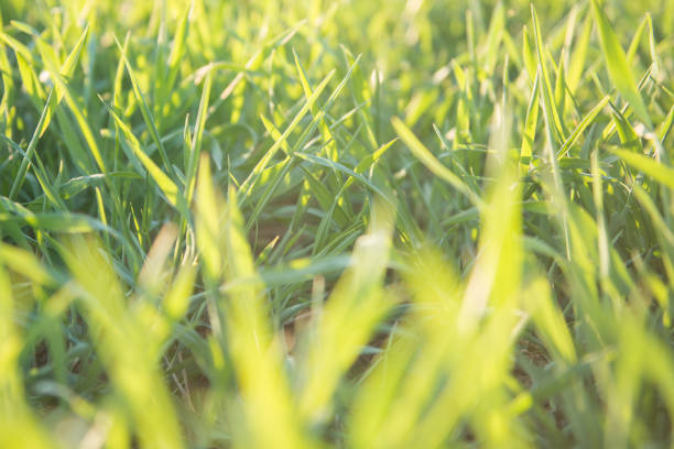 istock green fresh grass with morning dew waterdropplets filled frame background 1224660510