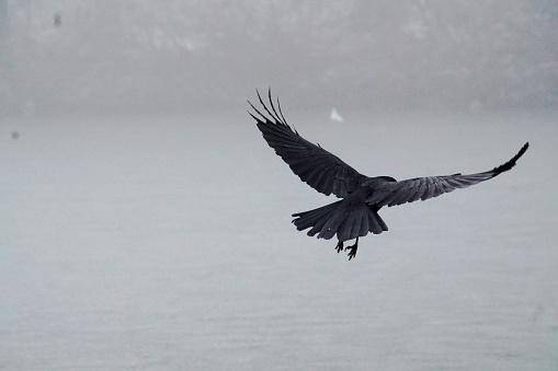 A raven takes flight across a lake on a snowy day