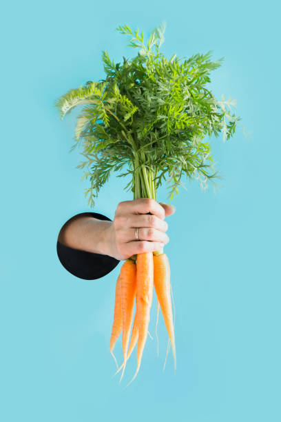 fresh carrot in female hand through the hole in blue paper. vertical. - carrot isolated white carotene imagens e fotografias de stock