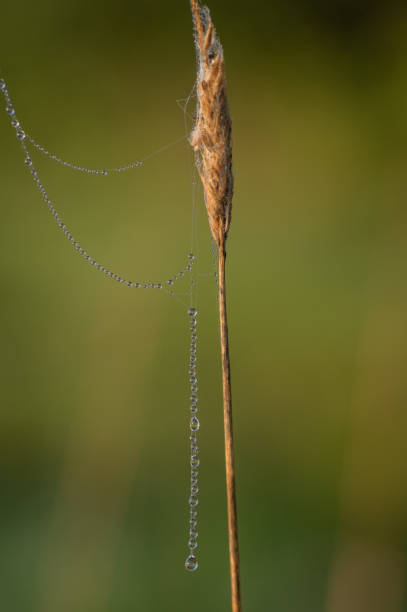 istock Thread of spider web covered by morning dew drops hanging from dry straw 1224662043