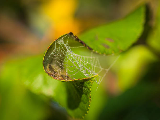 istock spider web covered by morning dew on green plant 1224662072