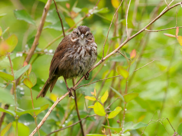 Song Sparrow Oregon Wild Bird Perched Rainy Spring Day A song sparrow perched on a twig in the Willamette Valley of Oregon. Has a soft, defocused background of wet green leaves. In Hillsboro Oregon on May 13, 2020. This is a rainy spring morning. Edited. song sparrow stock pictures, royalty-free photos & images