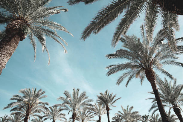 istock nature and summer holidays concept - stylized palm trees background 1224662476