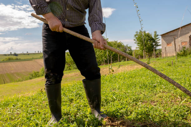 istock Senior farmer in the garden 1224663588
