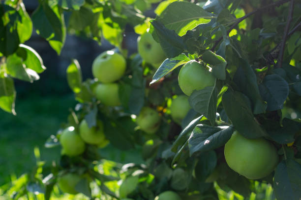 istock Green apples garden. 1224663653