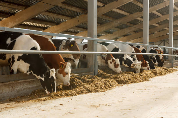 istock Young cows on the farm 1224663885