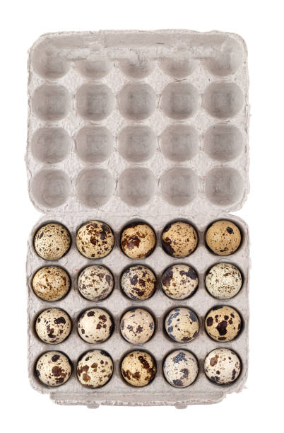istock Quail eggs in a box on a white background. Open cardboard box with quail eggs close-up. Top view. 1224663901