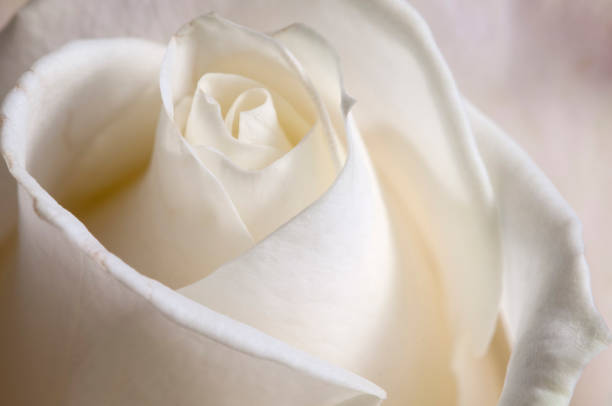 istock Rose flower fragment macro shot 1224664794