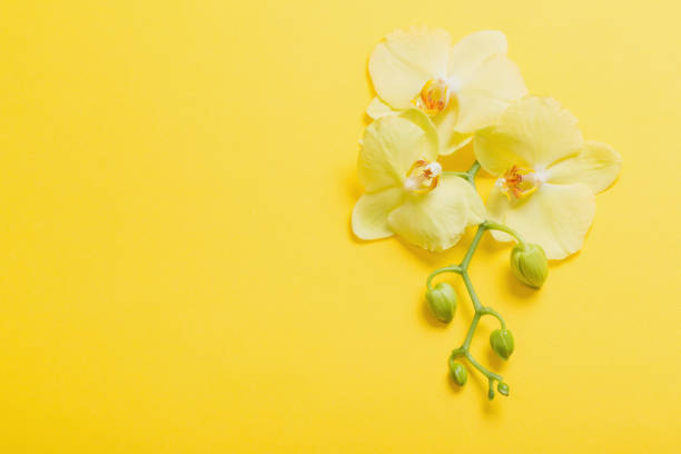 istock orchids flowers  on yellow paper background 1224664851