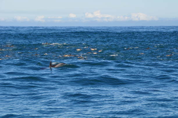 istock A huge group of dolphins in the indian ocean 1224665169