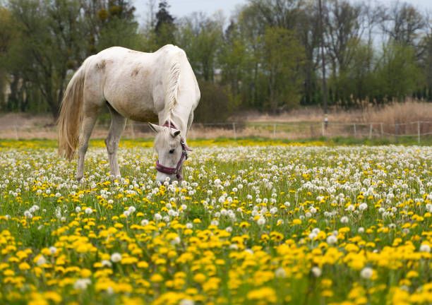 Beutiful horse on the polish farm in spring