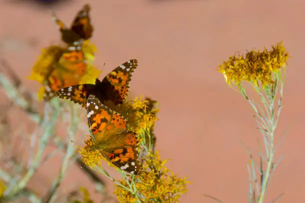 Butterflies on a yellow flower-Garden of the Gods-Colorado