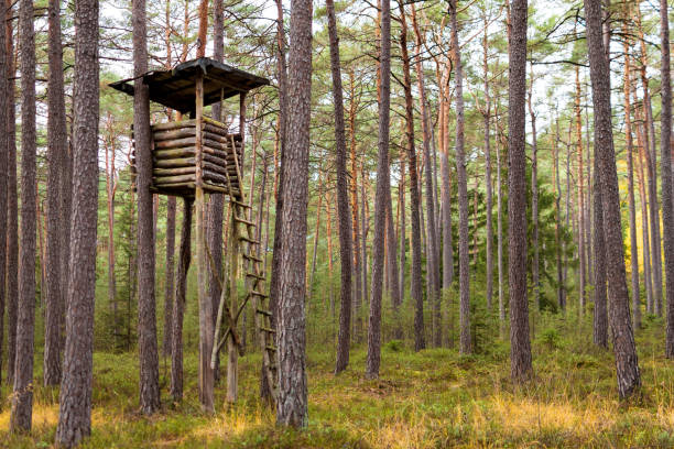 żaluzja myśliwska w lesie - hunting blind zdjęcia i obrazy z banku zdjęć