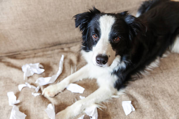 cachorrinho brincalhão border collie depois de travessuramor mordendo papel higiênico deitado no sofá em casa. cachorro culpado e sala de estar destruída. dano casa bagunçada e cachorrinho com olhar engraçado culpado - dog home interior loneliness destruction - fotografias e filmes do acervo