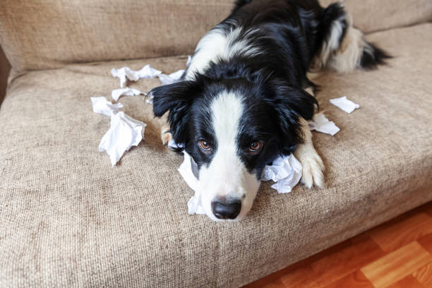 niegrzeczny figlarny szczeniak pies border collie po zgorszenie gryzienie papieru toaletowego leżącego na kanapie w domu. winny pies i zniszczony salon. szkody niechlujny domu i szczeniaka z zabawnym winnym wyglądem - dog home interior loneliness destruction zdjęcia i obrazy z banku zdjęć