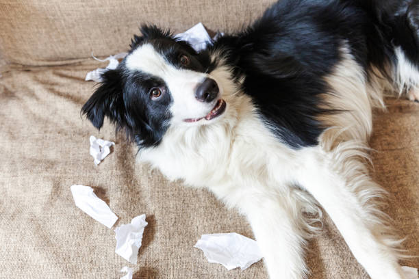 niegrzeczny figlarny szczeniak pies border collie po zgorszenie gryzienie papieru toaletowego leżącego na kanapie w domu. winny pies i zniszczony salon. szkody niechlujny domu i szczeniaka z zabawnym winnym wyglądem - dog home interior loneliness destruction zdjęcia i obrazy z banku zdjęć