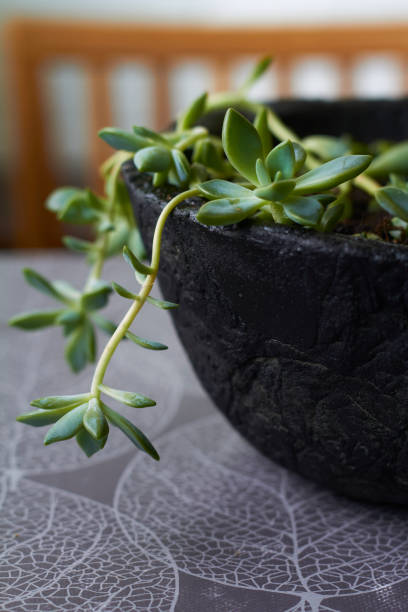 istock Green succulent plant in modern black concrete planter on kitchen background, selective focus 1224671267