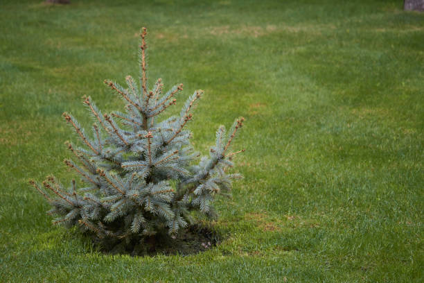 Young magnificent Christmas tree without decoration on green lawn, selective focus