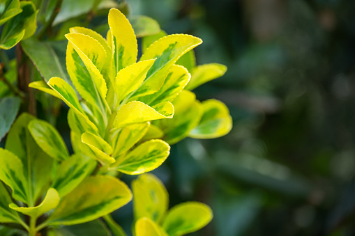 Euonymus japonicus Aureo-Marginata with variegated green-yellow leaves on blurred green background. Elegant background for natural design. Selective soft focus, place for text.